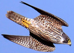 fly fast hummingbird hummingbirds mph ruby throated falcon birds bird peregrine fastest